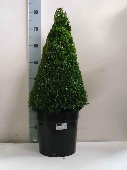 <h4>BUXU SEMPERVIRENS</h4>