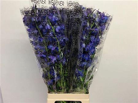 <h4>Delph En Donna</h4>