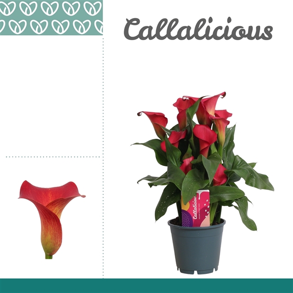 <h4>Zantedeschia Rood</h4>