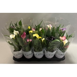 Zantedeschia gemengd Castlemix
