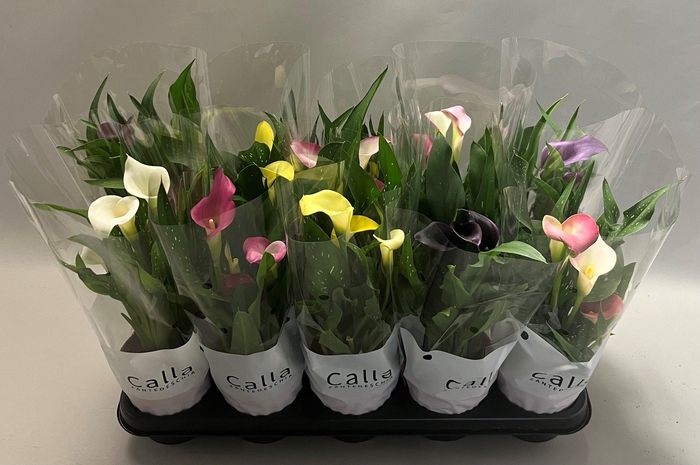 <h4>Zantedeschia gemengd Castlemix</h4>