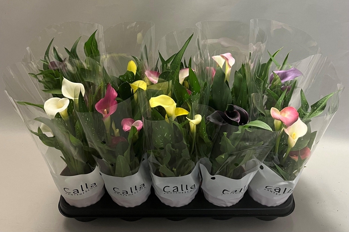 <h4>Zantedeschia gemengd Castlemix</h4>