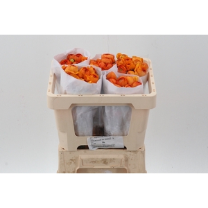 Ran Orange Ecu 45cm