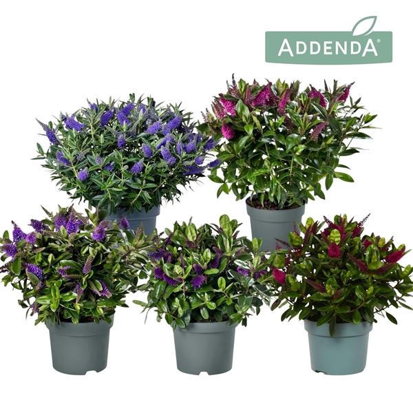 <h4>Hebe Addenda mélangé dans pot</h4>