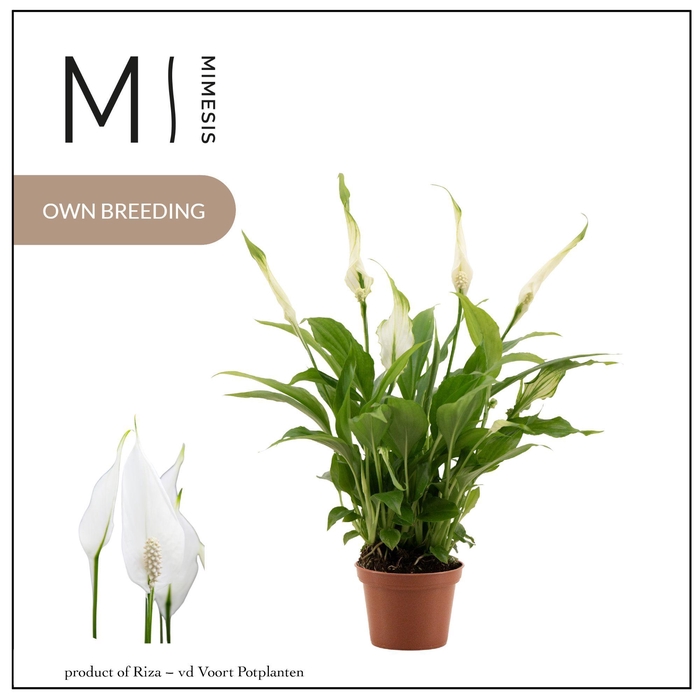 <h4>Spathiphyllum Chopin - 6,5cm | Mimesis</h4>
