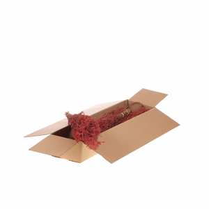 Solidago Plant Sb Pink