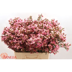 Chamelaucium Sarah's Delight