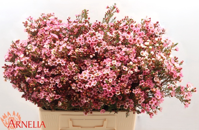 <h4>Chamelaucium Sarah's Delight</h4>