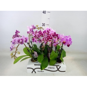 Phalaenopsis   ...mini