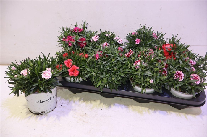 <h4>Dian Gemengd</h4>