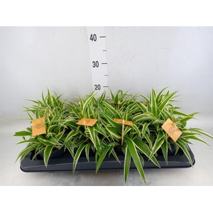 Chlorophytum com. 'Ocean'