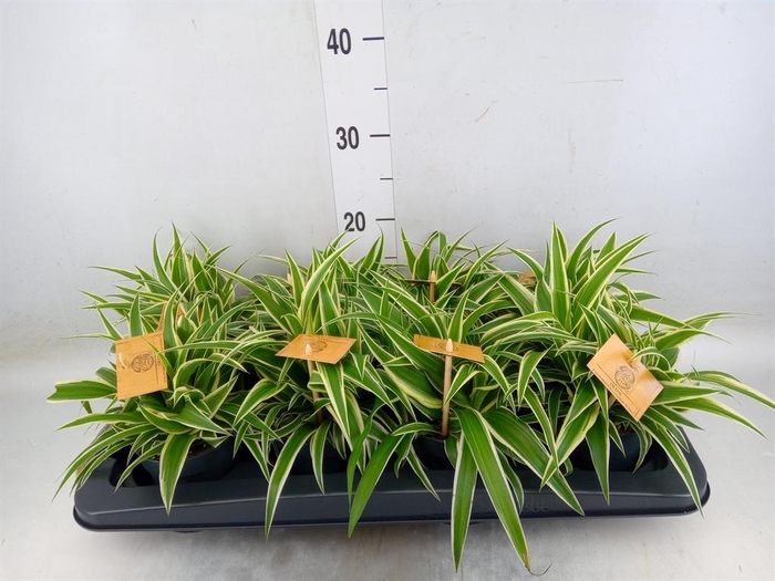 <h4>Chlorophytum com. 'Ocean'</h4>