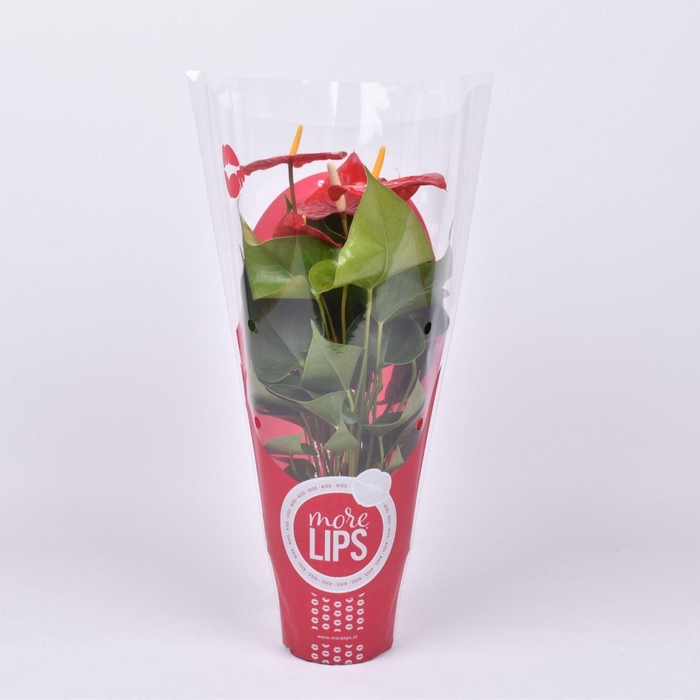 <h4>Morelips® Anthurium Everio in Showhoes</h4>
