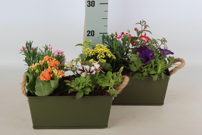 <h4>ARR TUINPLANTEN</h4>