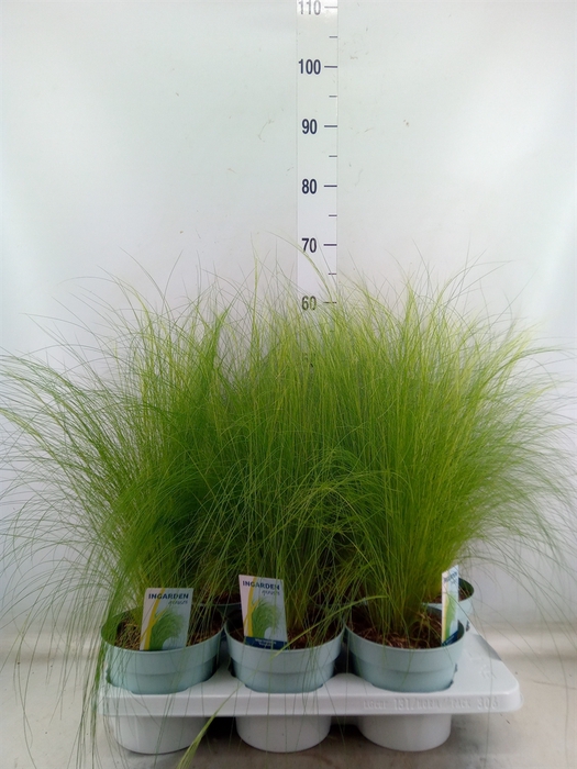 <h4>Stipa tenuissima 'ColGra Pony Tail'</h4>