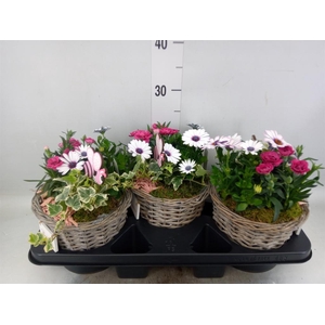 Arr.   Tuinplanten L%