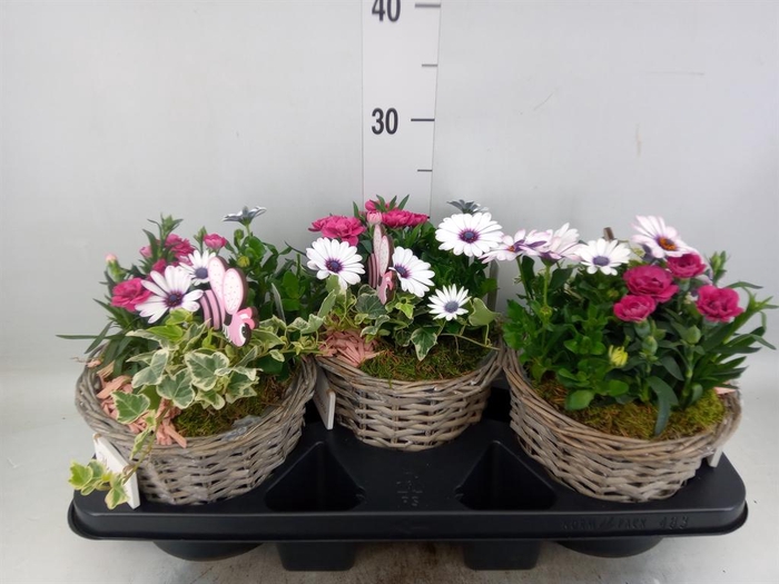 <h4>Arr. Tuinplanten L%</h4>