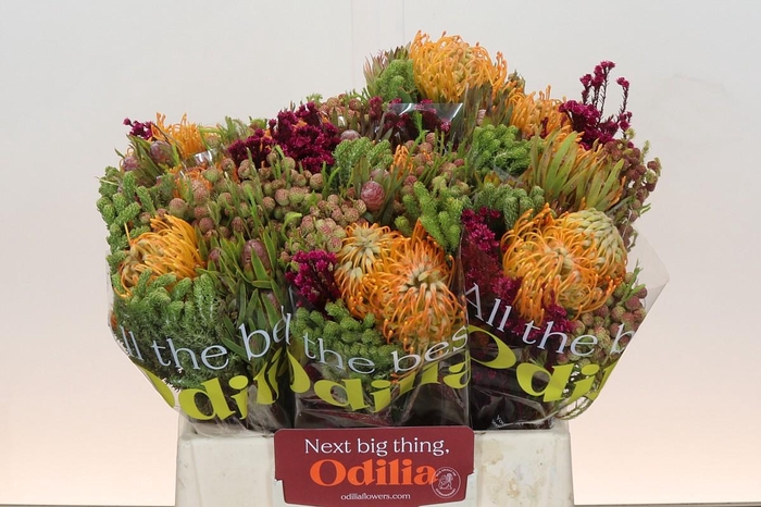 <h4>BQ Nutans Soleil SFB</h4>