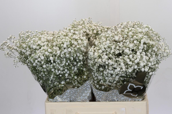 <h4>Gyps Xlence</h4>