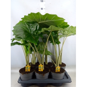 Alocasia portodora