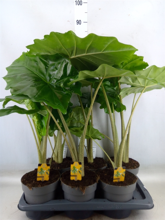 <h4>Alocasia portodora</h4>