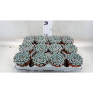Echeveria   ...