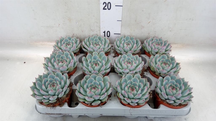 <h4>Echeveria   ...</h4>