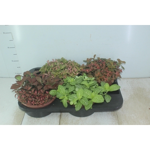 TRADESCANTIA ZEBRINA C21