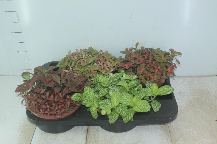 <h4>TRADESCANTIA ZEBRINA C21</h4>