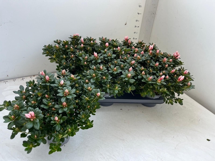 <h4>RHODO SI GEM</h4>