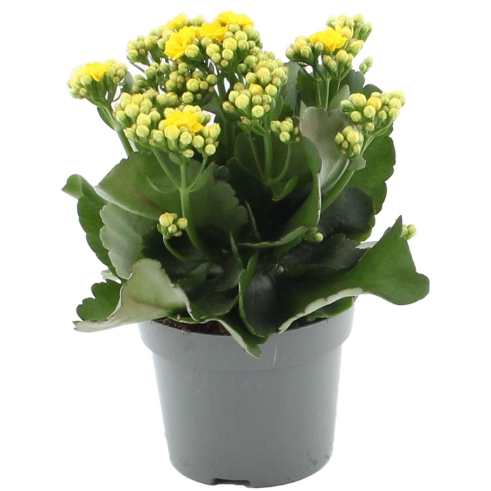 <h4>Kalanchoë Perfecta Yellow in transparant sleeve</h4>