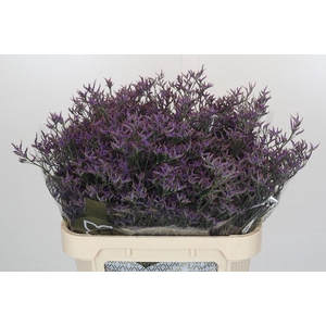 Limonium Safora Dark Blue