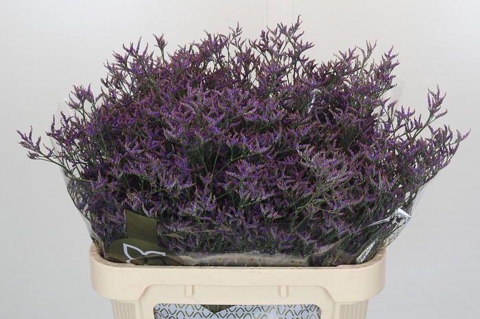 <h4>Limonium Safora Dark Blue</h4>