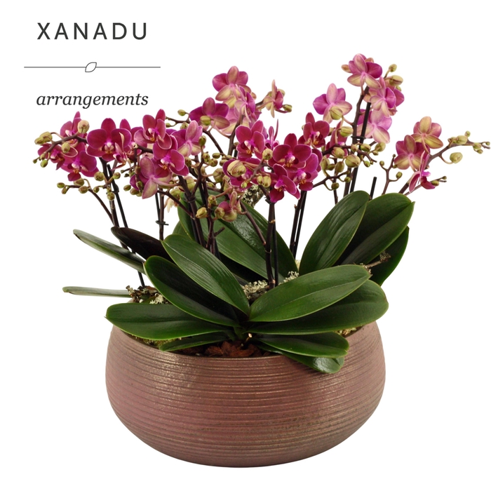 <h4>Xanadu Mumbai</h4>