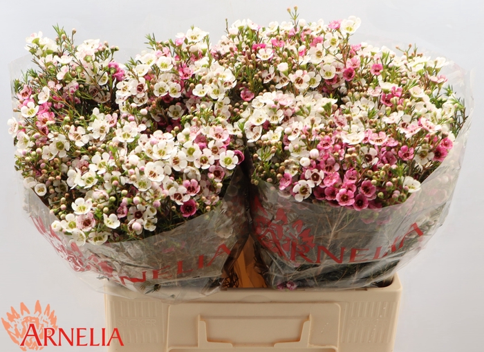 <h4>Chamelaucium Janelle</h4>