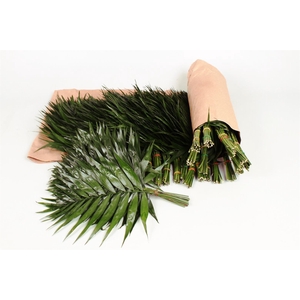 Chico Doro Rolls (air)