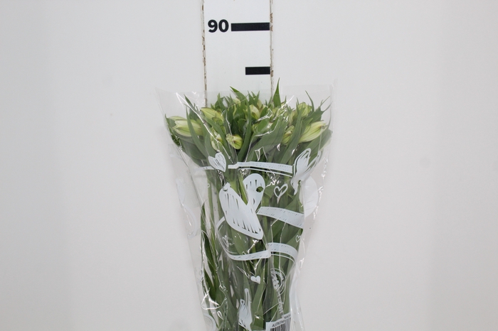 <h4>ALSTROEMERIA WHITNEY 080 CM</h4>