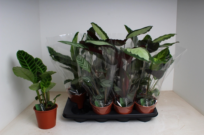 <h4>CALAT GEM 4 SRT</h4>