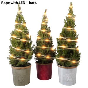 Picea glauca 'Conica'