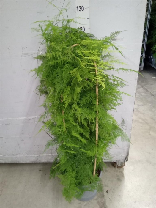 <h4>Asparagus setaceus</h4>