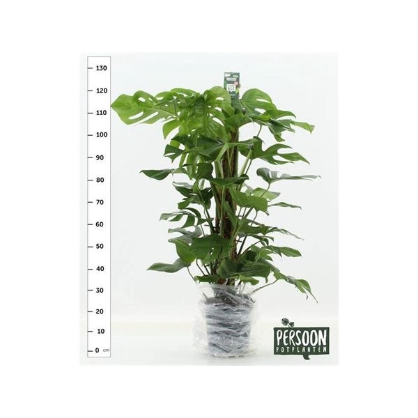 <h4>Monstera Pertusum 120 Mos</h4>