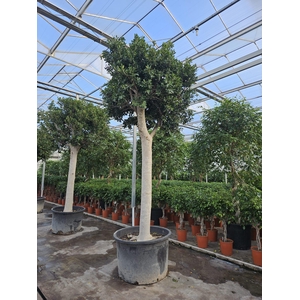 Ficus Nitida