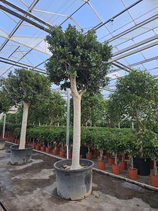 <h4>Ficus Nitida</h4>