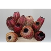Protea Barbigera No leaves