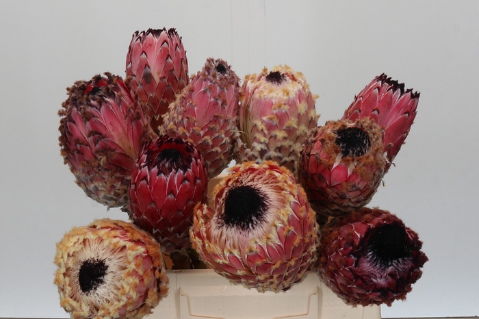 Protea Barbigera No leaves