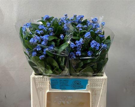 <h4>Myos Al Blue Memory</h4>