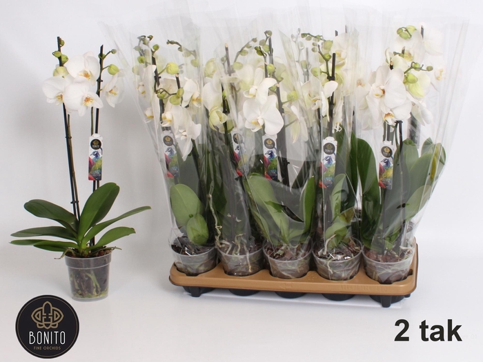 <h4>PHAL AN WINDSOR</h4>