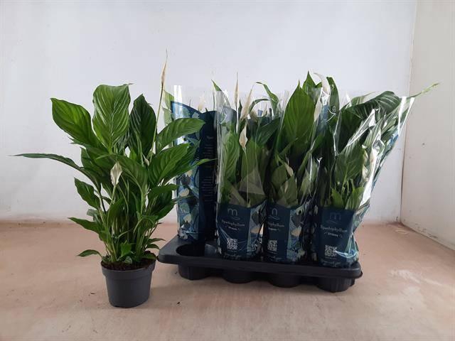 <h4>SPATH STRAUSS</h4>