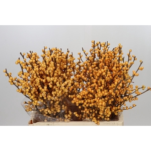 Ilex Golden Verboom