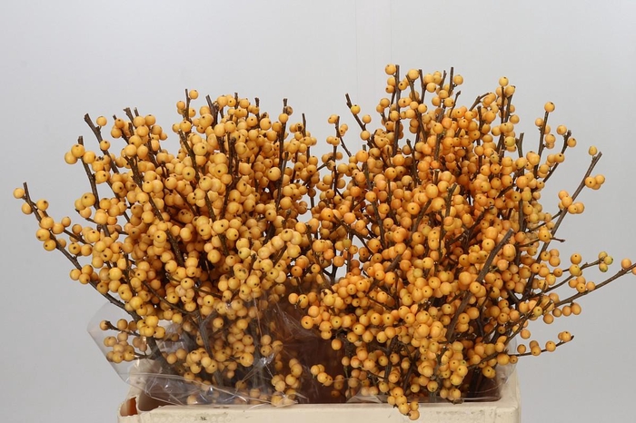 <h4>Ilex Golden Verboom</h4>